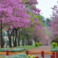 IPEC Misiones ciudad de Apóstoles ENGHo 2018