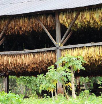 Análisis de las Exportaciones de Misiones | Período 2008-2018 Exportaciones de Misiones 2008-2018 (Economis)