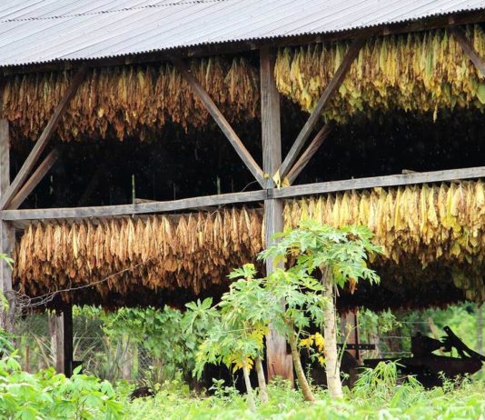 Análisis de las Exportaciones de Misiones | Período 2008-2018 Exportaciones de Misiones 2008-2018 (Economis)