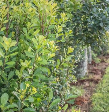 Exportaciones de Misiones 2020