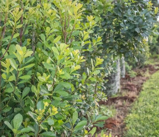 Exportaciones de Misiones 2020