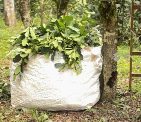 Exportaciones de Misiones | 1° Semestre 2021