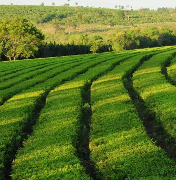 Exportaciones de Misiones 2021