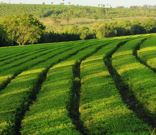 Exportaciones de Misiones 2021