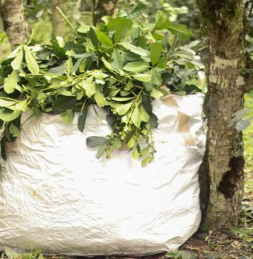 Exportaciones de Misiones 2022