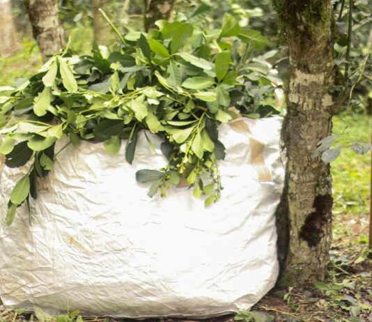 Exportaciones de Misiones 2022