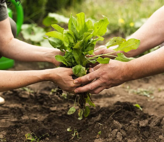 Nueva encuesta para medir el Producto Bruto de Misiones