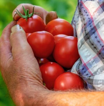 Índice de Precios de Ferias Francas | Junio 2024