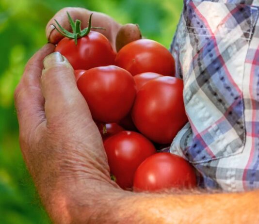 Índice de Precios de Ferias Francas | Junio 2024