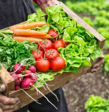 Índice de Precios de Ferias Francas | Agosto 2024