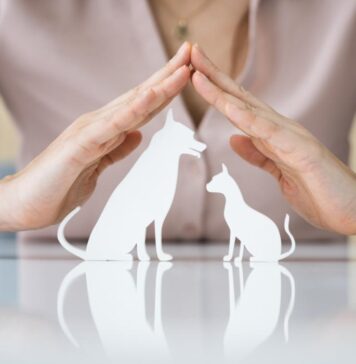 Primer relevamiento de Animales de Compañía (perros y gatos) en Posadas