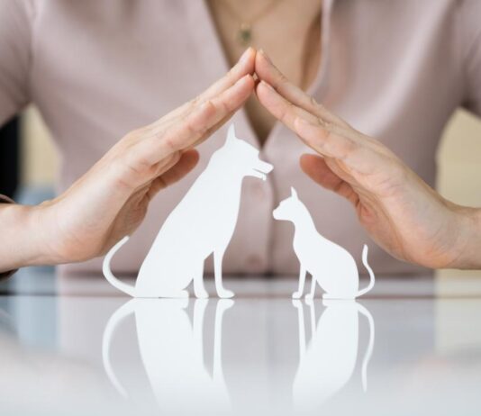 Primer relevamiento de Animales de Compañía (perros y gatos) en Posadas